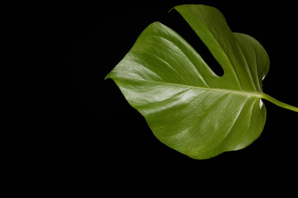 close-up view of beautiful green monstera leaf isolated on black background  