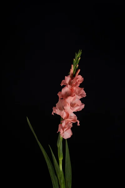 Hermoso Gladiolo Rosado Tierno Con Brotes Hojas Verdes Aisladas Negro — Foto de Stock