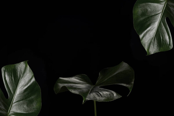 close-up view of beautiful dark green monstera leaves isolated on black background 