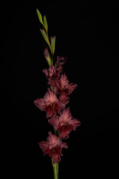 Hermoso Gladiolo Granate Flor Con Brotes Aislados Negro —  Fotos de Stock