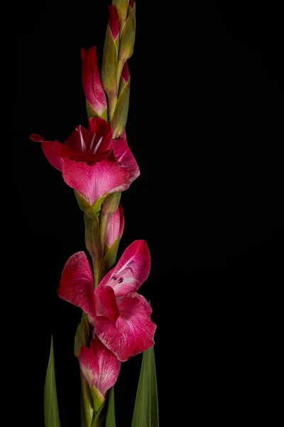 Vergrote Weergave Van Mooie Roze Gladiolen Bloemen Knoppen Geïsoleerd Zwart — Stockfoto