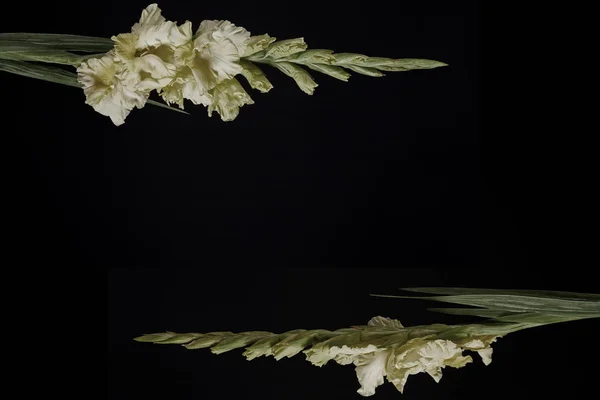 Hermosas Flores Gladiolos Amarillos Con Brotes Aislados Sobre Fondo Negro —  Fotos de Stock