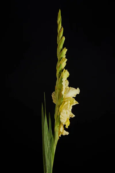 Gyönyörű Friss Zsenge Sárga Gladiolus Rügyek Elszigetelt Fekete Háttér — Stock Fotó
