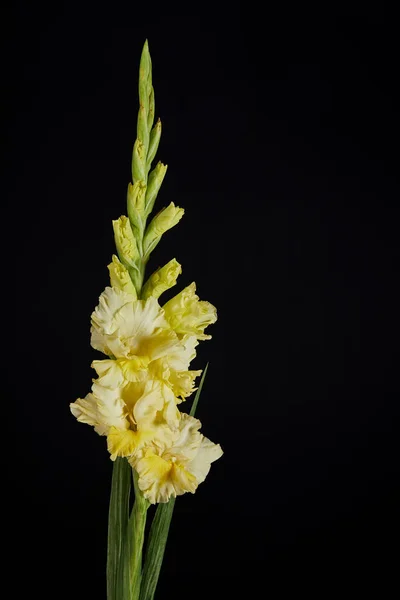 Beautiful Fresh Tender Yellow Gladiolus Isolated Black Background — Stock Photo, Image