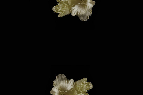 красивые свежие желтые гладиолусы цветы изолированы на черном фоне
  