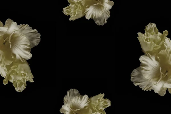 Schöne Zarte Gelbe Gladiolenblüten Isoliert Auf Schwarzem Hintergrund — kostenloses Stockfoto
