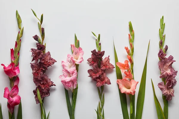 Mooie Roze Violet Gladiolen Bloemen Grijze Achtergrond — Stockfoto