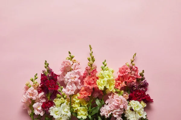 Belas Flores Gladioli Decorativos Frescos Florescendo Fundo Rosa — Fotografia de Stock