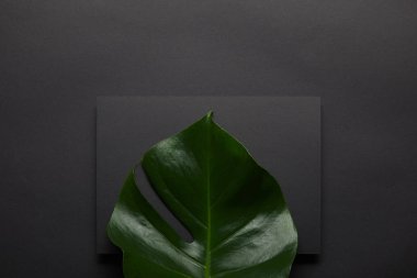 Monstera yaprak siyah arka plan üzerine siyah defter üzerinde
