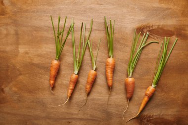 Raw carrots in row on wooden table clipart