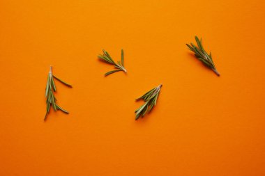 top view of fresh healthy rosemary on orange background clipart