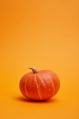 close-up view of whole ripe pumpkin on orange background   clipart