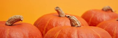 horizontal view of fresh ripe bright pumpkins on orange clipart