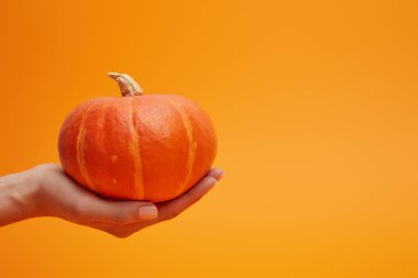 close-up partial view of woman holding ripe fresh pumpkin on orange  clipart