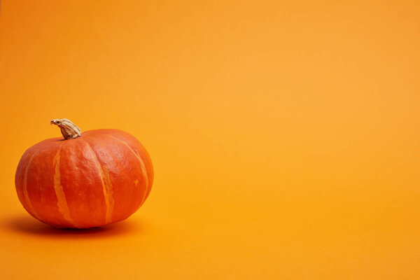 single whole ripe pumpkin on orange background 