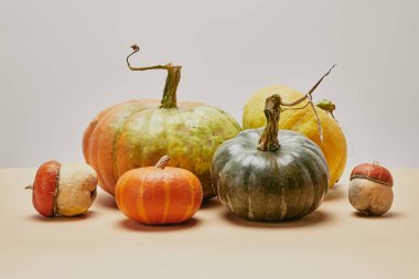 autumnal harvest of different colored pumpkins on beige tabletop clipart