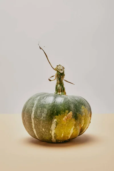 One Autumnal Green Pumpkin Beige Tabletop — Stock Photo, Image