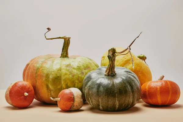 Herbsternte Verschiedener Großer Und Kleiner Kürbisse Auf Dem Tisch — kostenloses Stockfoto