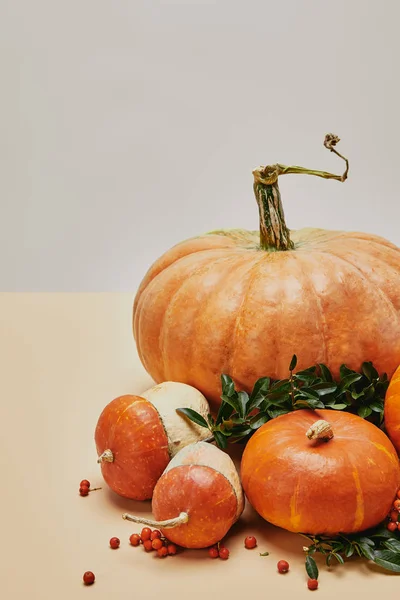 Autumnal Decor Ripe Pumpkins Firethorn Berries Beige Surface — Free Stock Photo