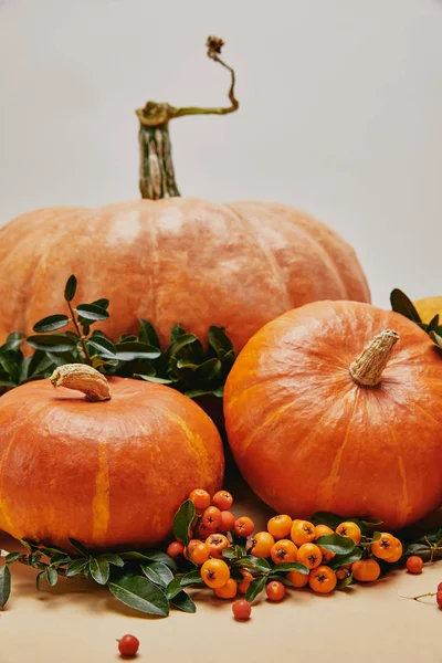 Nahaufnahme Von Herbstlicher Dekoration Mit Kürbissen Und Pyracantha Beeren Auf — kostenloses Stockfoto