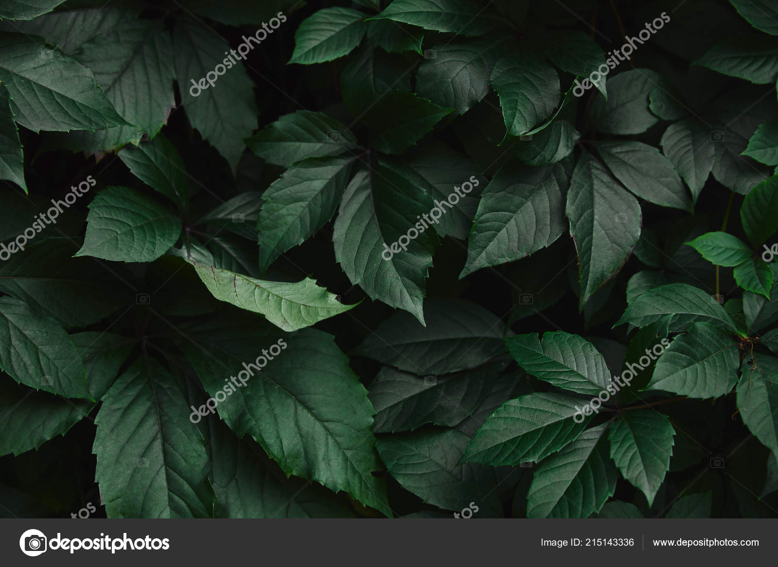 Close Dark Green Wild Vine Leaves Park — Stock Photo © AntonMatyukha 215143336