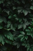 zblízka zelené divoké révy vinné listy v zahradě