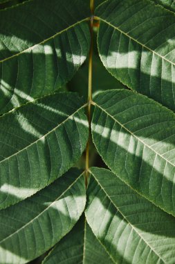 close up of green leaves on twig with sunlight in garden clipart