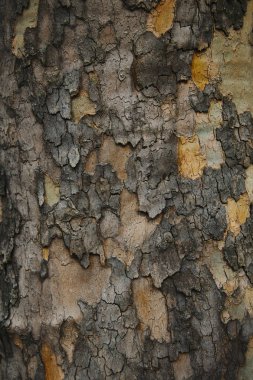 close up of grungy grey bark of tree clipart