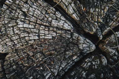Park grungy eski kurutulmuş güdük üstten görünüm