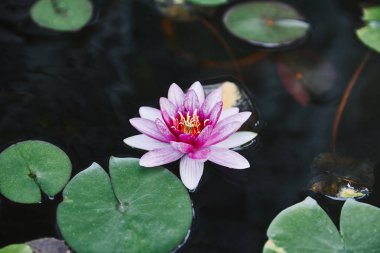 beautiful purple water lily and green leaves on river in park