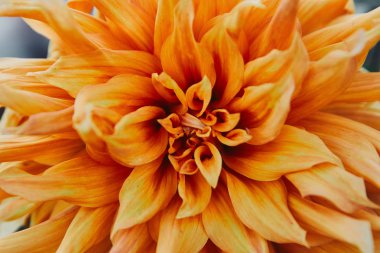 close up of beautiful orange chrysanthemum in garden clipart