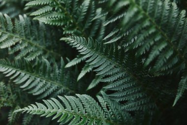 close up of beautiful dark green ferns leaves in garden clipart