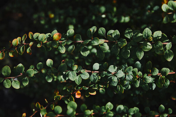 close up of green leaves on twigs in garden