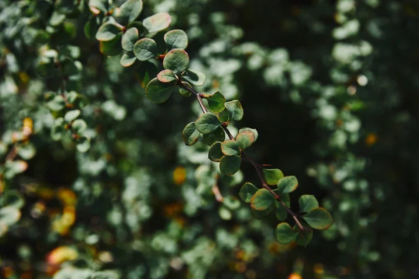 Close Green Leaves Twigs Blurred Background — Stock Photo, Image