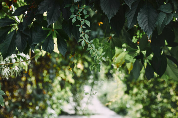 wild vine leaves in garden with blurred pathway