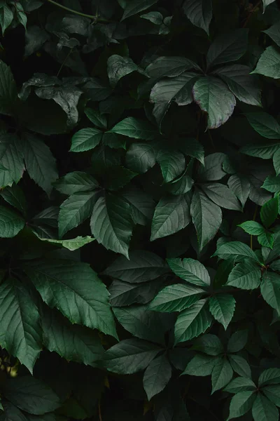 Κοντινό Πλάνο Του Πράσινου Άγρια Αμπελόφυλλα Στον Κήπο — Φωτογραφία Αρχείου