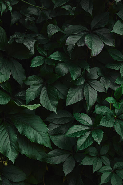 close up of green wild vine leaves in garden
