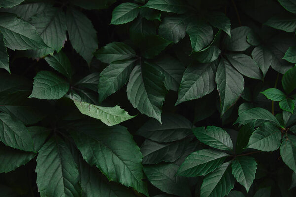 close up of dark green wild vine leaves in park