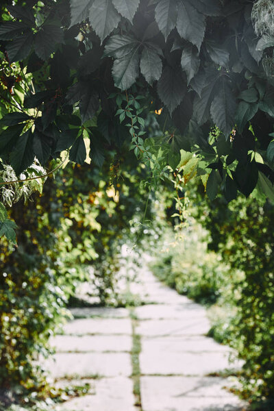 зеленые дикие листья виноградной лозы в саду над размытым путем
