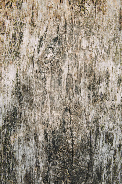 close up of shabby sey cork of tree
