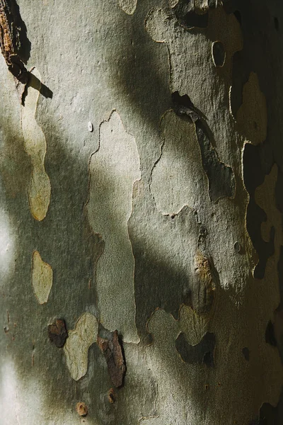 Primo Piano Corteccia Verde Invecchiata Shabby Albero — Foto Stock