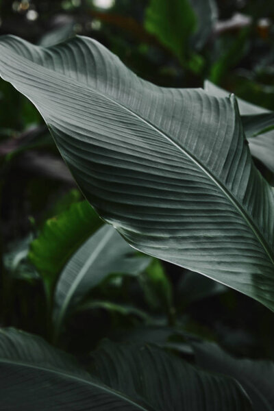 close up of beautiful dark green leaves in garden