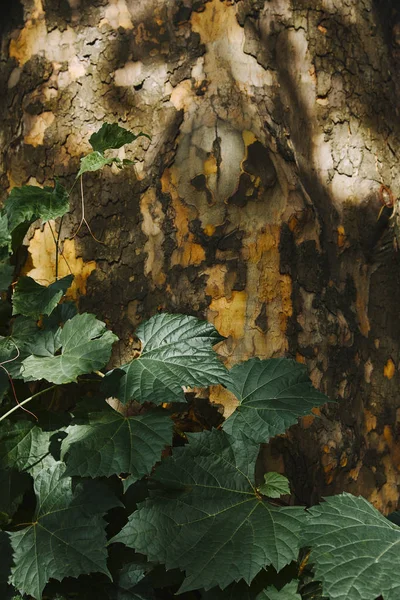 Corteccia Albero Grungy Con Luce Solare Foglie Verdi Nel Parco — Foto stock gratuita