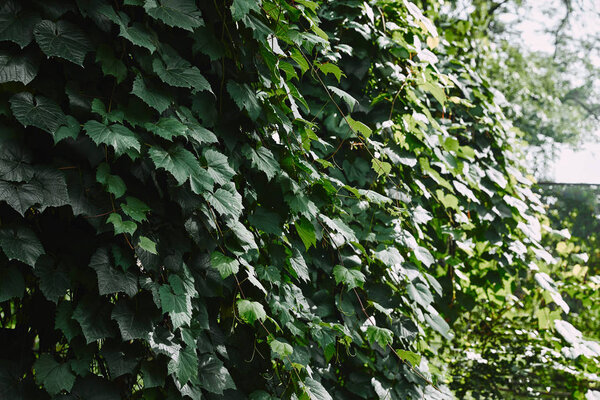 green leaves of ivy on fence in garden