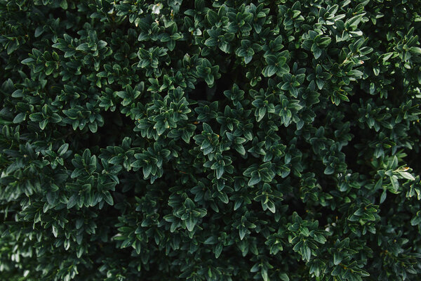 close up of green leaves of bush in garden