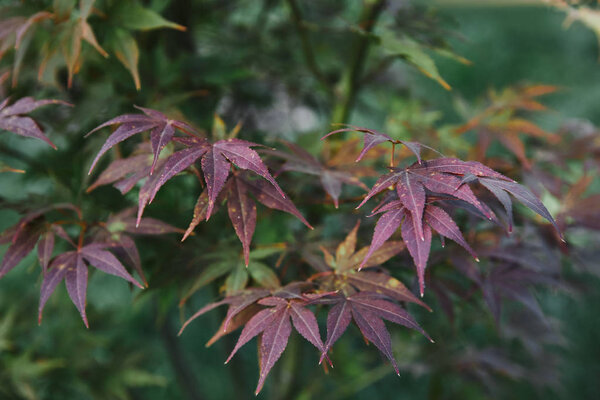 beautiful purple and green leaves on twigs in park