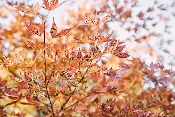 autumnal orange foliage on tree branches in park