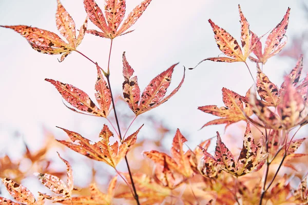 close up of autumnal orange foliage on tree branches in park