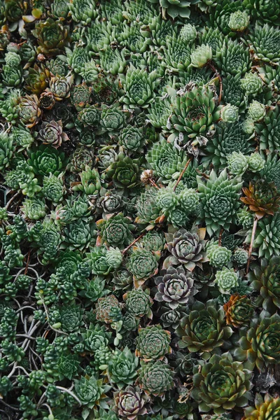 Підвищений Вид Невеликі Зелені Красиві Каструлясті Сукуленти — стокове фото