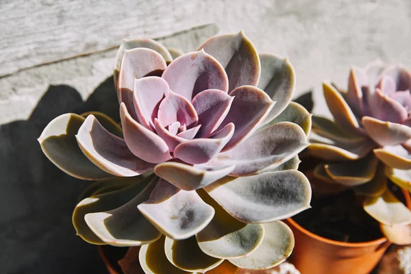 Hermosa Suculentas Maceta Púrpura Con Luz Solar —  Fotos de Stock